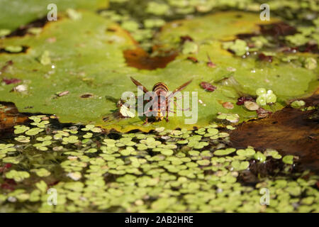 Unione hornet (Vespa crabro) acqua potabile Foto Stock