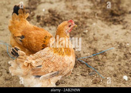 Gallina rossa che cammina nel cortile. Fattoria di pollame. Gallina a terra Foto Stock