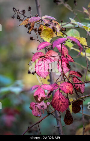 Rubus Rovo foglie diventa rosso in autunno. Foto Stock