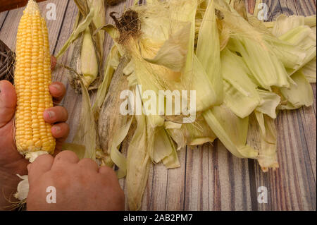 Le mani di un uomo che pulisce una spiga di grano su un sfondo di legno. Raccolto autunnale, cibo sano, dieta Fitness. Close up Foto Stock