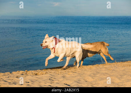 Golden Labrador retriever avendo divertimento che corre lungo la spiaggia Foto Stock