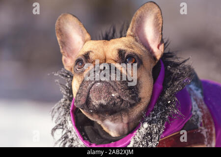 Carino piccolo bulldog francese cane cercando indossando viola cappotto invernale con collare di pelliccia di fronte sfocata neve sfondo verticale Foto Stock