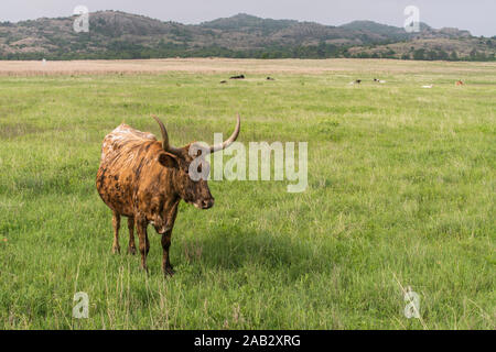 Texas Longhorn a Wichita Mountains National Wildlife Refuge vicino Lawton, Oklahoma Foto Stock