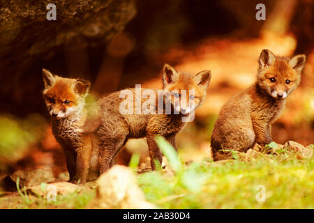 Drei Jungfuechse, tre volpi rosse, juv, Germania Foto Stock