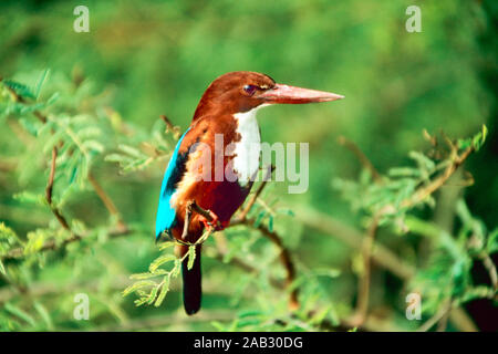 Braunliest, bianco-breasted Kingfisher, NP di Keoladeo, Bharatpur Indien, India, Foto Stock