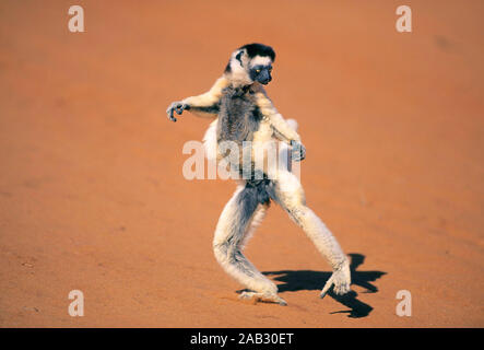 Tiere, Saeugetiere, Lemuren, Larvensifaka, Verraux's Sifaka, Propizhecus verreauxi, Madagascar, Madagascar, Indischer Ozean, Oceano Indiano, Afrika, Afr Foto Stock