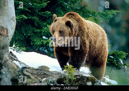 Braunbaer , Bayerischer Wald, Nationalpark, Bayern, Deutschland, orso bruno, NP della Foresta Bavarese, Germania, Foto Stock