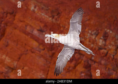Basstoelpel, (Morus bassanus, Sula bassana), Foto Stock