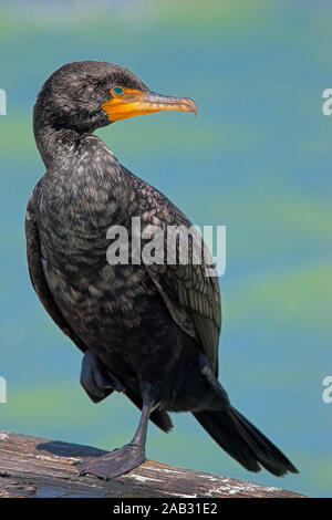 Kormoran - cormorano (Phalacrocorax carbo), Foto Stock