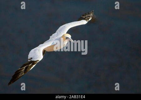 Tiere, Voegel, Basstoelpel, (Morus bassanus, Sula bassana), Foto Stock