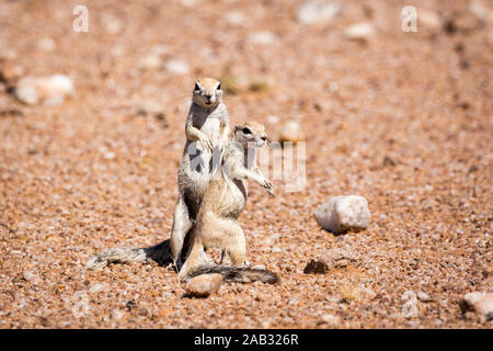 In prossimità dei due scoiattoli di terra in piedi e guardare intorno, Namibia Foto Stock