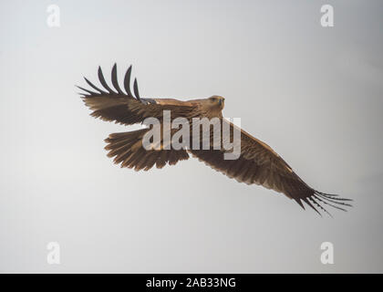 Aquila imperiale (orientale Aquila heliaca) battenti, in inverno, il Parco Nazionale di Hortobágy, Ungheria Foto Stock