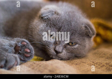 Gattino sonnolento. PET. Gatto grigio folto britannico. Foto Stock