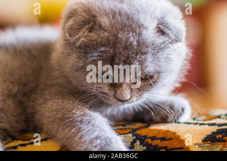 Gattino sonnolento. PET. Gatto grigio folto britannico. Foto Stock