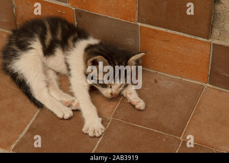 Gattino con zampe bianche che dormono per strada Foto Stock
