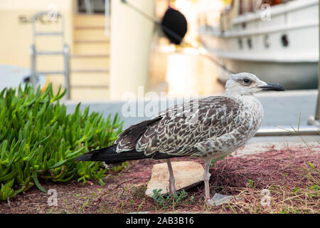Grande black backed gull primo inverno uccello guardando a destra e in piedi davanti al porto di Mljet, Croazia, mare mediterraneo con sfocata bo Foto Stock
