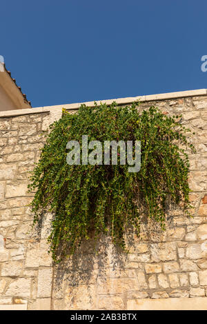 Wild organico capperi biologici crescente da un muro nel paesaggio mediterraneo. Il cibo fresco senza additivi cresciuto dalla natura in un soleggiato e caldo en Foto Stock