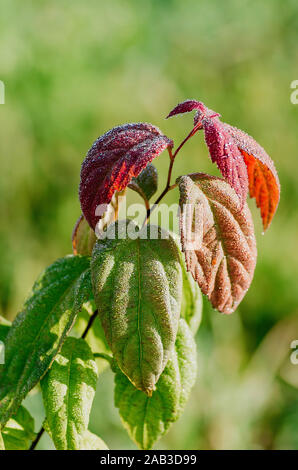 Sfondo verde con foglie colorate e gocce d'acqua. Rugiada di mattina su foglie di close-up. Messa a fuoco selettiva. Foto Stock