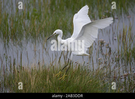 Garzetta, Egretta garzetta, in volo su acqua, Morecambe Bay, Lancashire, Regno Unito Foto Stock