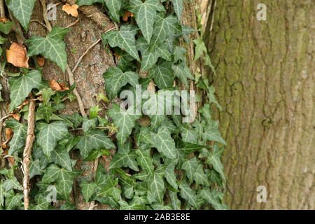 Hedera helix - verde edera tesse un tronco di albero Foto Stock