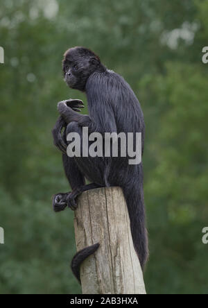 Il Ragno colombiano di scimmia, Ateles fusciceps, Blackpool Zoo, REGNO UNITO Foto Stock