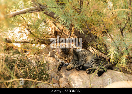 Un gatto randagio che stabilisce nell'ombra di un impianto su una pietra a Makarska. Dormire nel verde in una giornata di sole in estate. Un gatto a strisce e rilassante Foto Stock