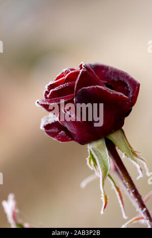 Bellissime rose che diventare più belli di rugiada al mattino d'autunno Foto Stock