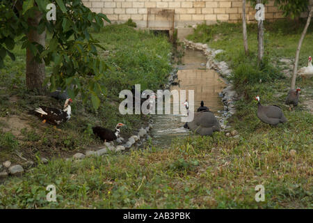 Anatre e pinados dal fiume nella fattoria. Stile di vita rurale. Foto Stock