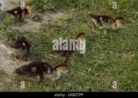 Piccoli anatroccoli soffici che camminano sul prato e pechano l'erba. Allevamento di pollame. Vita rurale Foto Stock