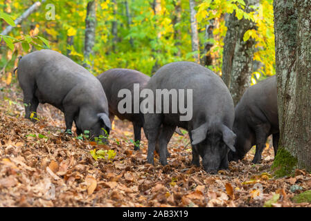 Suini la libertà di mangiare nel campo collezione autunno Foto Stock