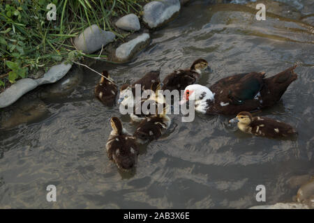 Madre di anatra che nuota con i suoi piccoli anatroccoli nel fiume. Vita rurale. Allevamento di pollame. Foto Stock