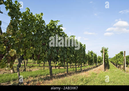 Weinberg in den Vogesen |Vigna delle Vosges| Foto Stock