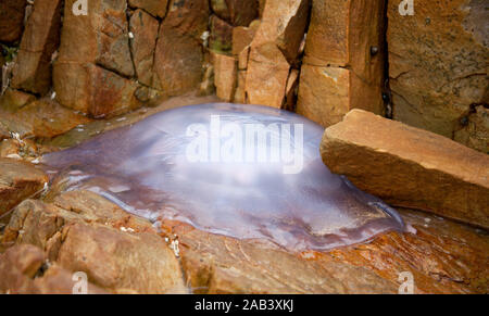 Medusa arenata sulle rocce di Robberg Beach, Plettenberg Bay, Garden Route, Sud Africa Foto Stock