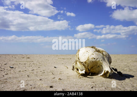 Ein Schädelknochen auf einer Sandbank im watt |un teschio su un banco di sabbia nel Waddenzee| Foto Stock