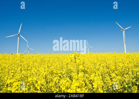 Windkraftanlagen in einem Rapsfeld Foto Stock