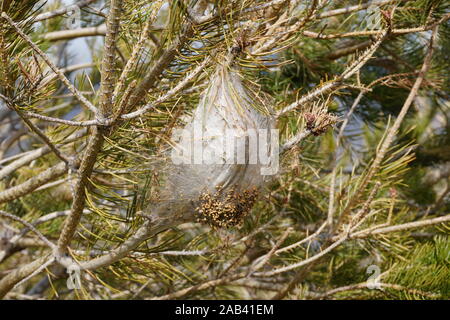 Il nido di un pino La processionaria della (Thaumetopoea pityocampa) Foto Stock