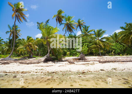 Palme sulla costa selvaggia di Sargasso sea, Punta Cana Repubblica Dominicana Foto Stock