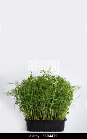 Microgreen semi in plastica nera pot isolato su bianco Foto Stock