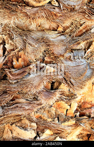 Immagine di tessitura grossolana, lo sfondo e i dettagli di un marrone corteccia di una data linea di Palm con foglie tagliate, close-up. Foto Stock