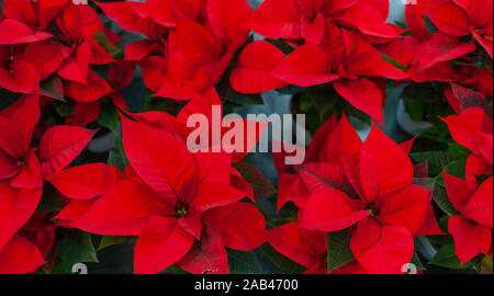 Red poinsettia flower, noto anche come la stella di Natale o di Bartolomeo stella. Nuovo anno vacanza invernale Xmas. Foto Stock