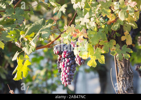 Uva nera in Valtellina, Lombardia, Italia Foto Stock