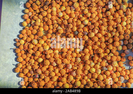 Semi di Quandong sfondo. Australia bussola cibo consumato dagli aborigeni australiani. Santalum acuminatum o quandong del deserto è una frutta rossa in Foto Stock