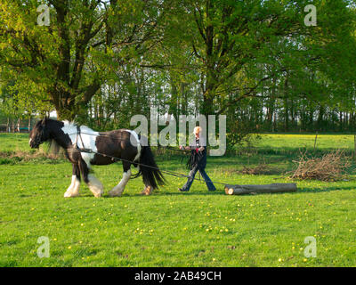 Nana con regolatore cavallo Tinker irlandese il traino di un tronco di quercia su un prato. Foto Stock