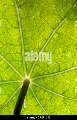 Macro di sano verde foglia i Nasturzi con luce verde al netto delle vene e uno stelo Foto Stock