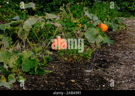 Gourds e zucche in un giardino inglese formale, Isle of Wight, Osborne, Walled Garden, Rhubarb Forcer, Rows, i of W, Foto Stock