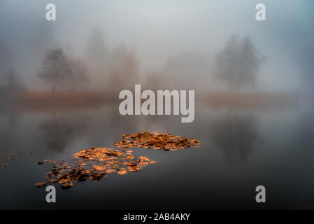 Water Lilies in foggy autunno lago Foto Stock