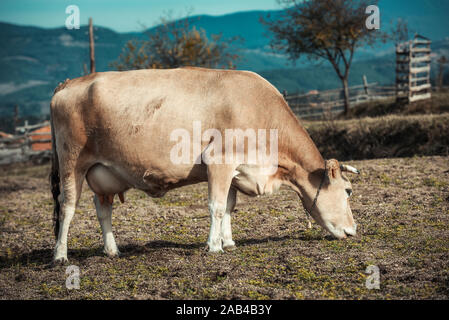 Close-up di una mucca al pascolo su erba verde Foto Stock