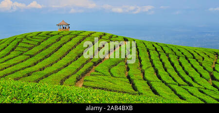 Persone in gazebo sulla collina con vista panoramica. Highland tradizionale piantagione di tè in montagna. Un luogo popolare, meta di viaggio in Java, Indonesia. Foto Stock