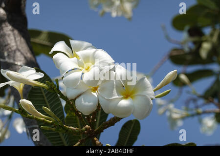 Il Frangipani ramo con fiori di colore bianco e azzurro del cielo - Plumeria obtusa Singapore cimitero fiore, spazio copia, fragrante Temple tree, close up, Pattaya Foto Stock