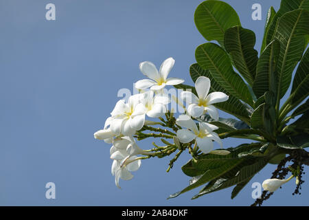 Il Frangipani ramo con fiori di colore bianco e azzurro del cielo - Plumeria obtusa Singapore cimitero fiore, spazio copia, fragrante Temple tree, close up, Pattaya Foto Stock